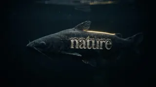 Researchers Find the First Transmissible Cancer in a Freshwater Fish, and It Appeared Overnight